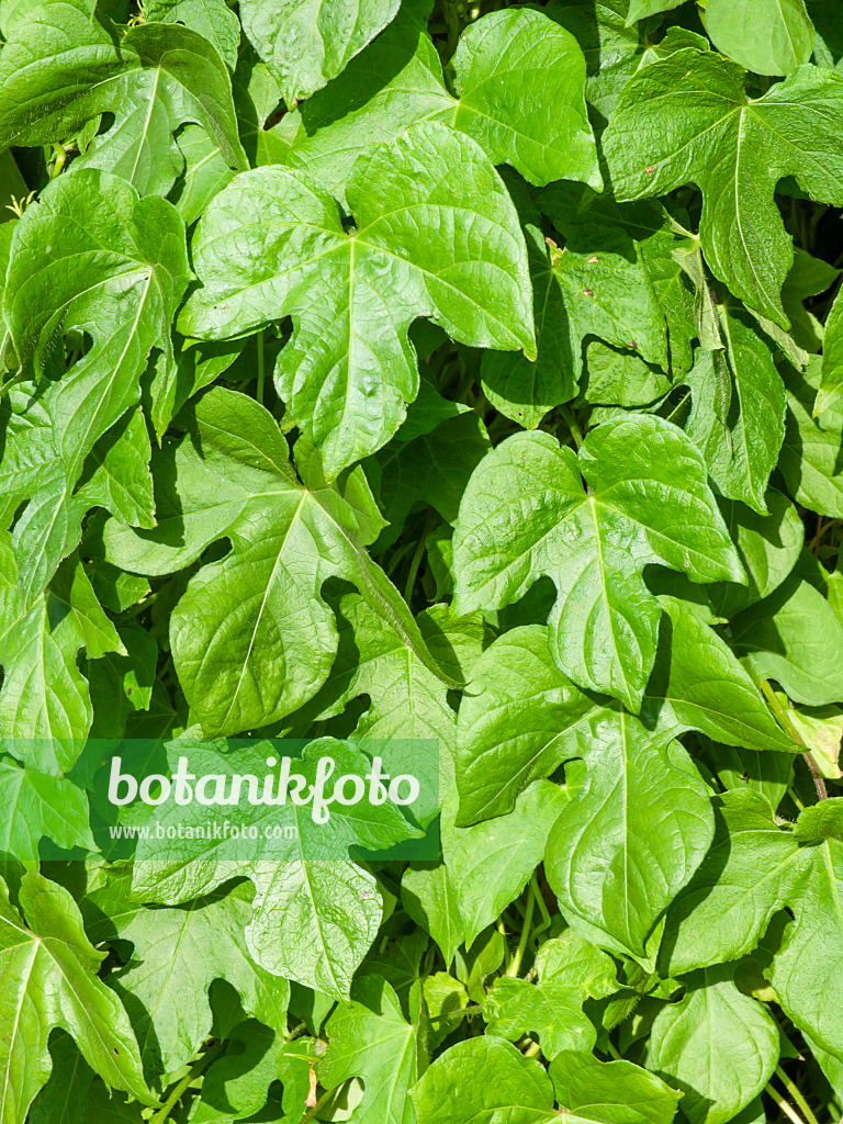 441042 - Efeuprunkwinde (Ipomoea hederacea) 441042 - Efeuprunkwinde (Ipomoea hederacea)