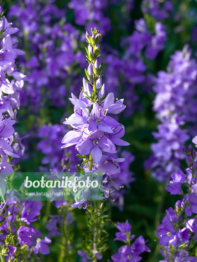 438220 - Ehrenpreis (Veronica orientalis)