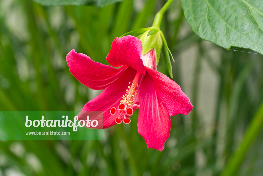 608101 - Eibisch (Hibiscus boryanus)