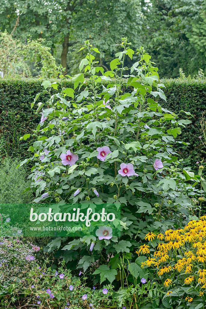 558112 - Eibisch (Hibiscus Resi)