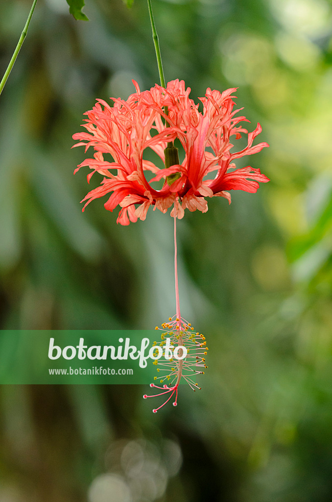 525417 - Eibisch (Hibiscus schizopetalus)