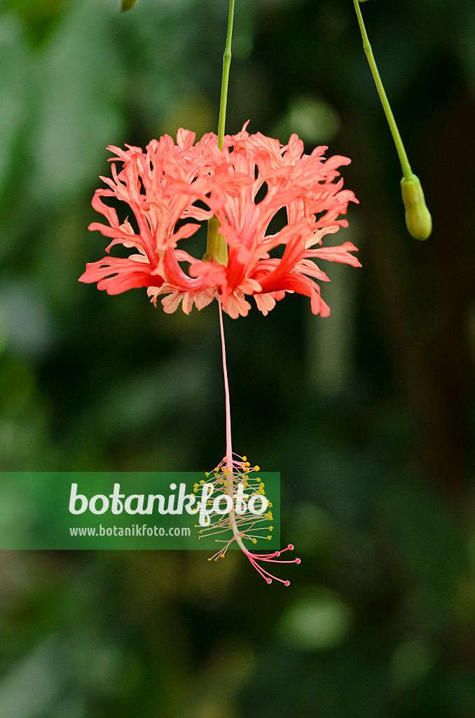 525418 - Eibisch (Hibiscus schizopetalus)