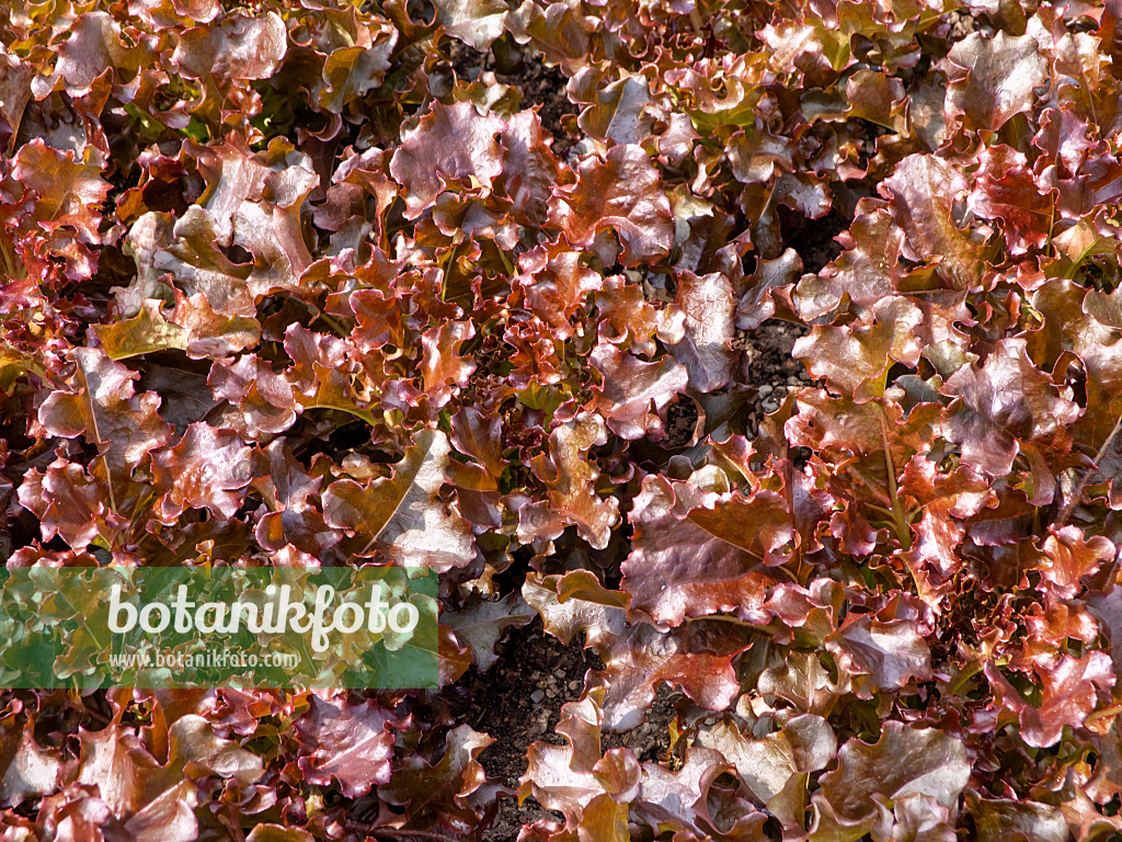 439174 - Eichblattsalat (Lactuca sativa var. capitata 'Red Salad Bowl')