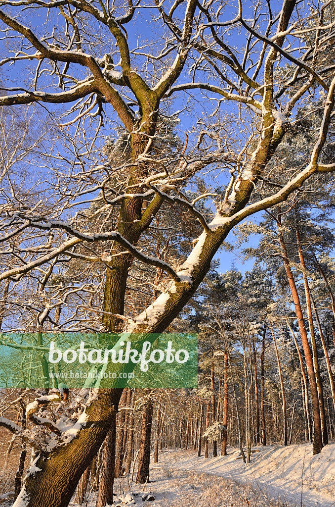 539008 - Eiche (Quercus) in einem winterlichen Wald