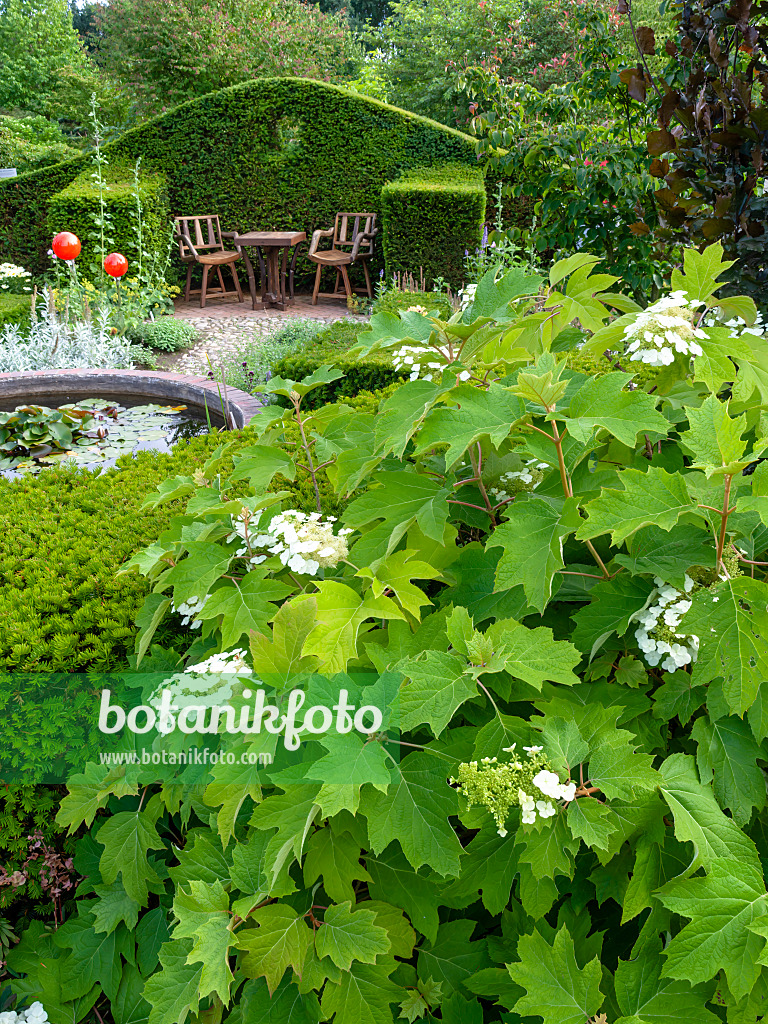 462130 - Eichenblättrige Hortensie (Hydrangea quercifolia)