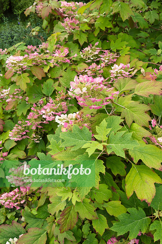 511090 - Eichenblättrige Hortensie (Hydrangea quercifolia)