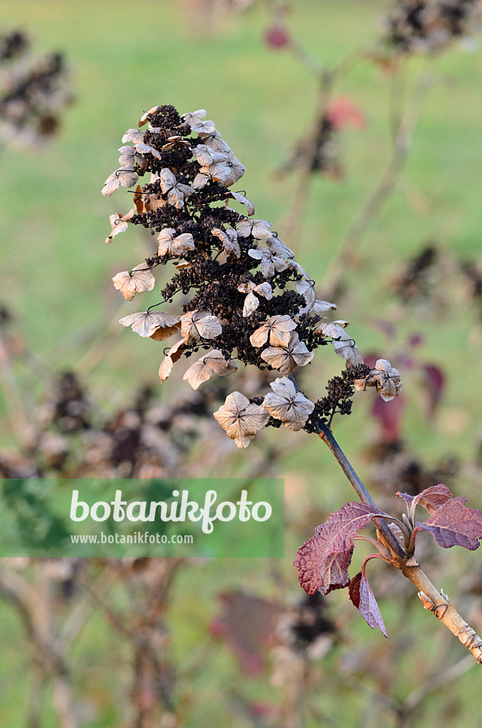 551020 - Eichenblättrige Hortensie (Hydrangea quercifolia)