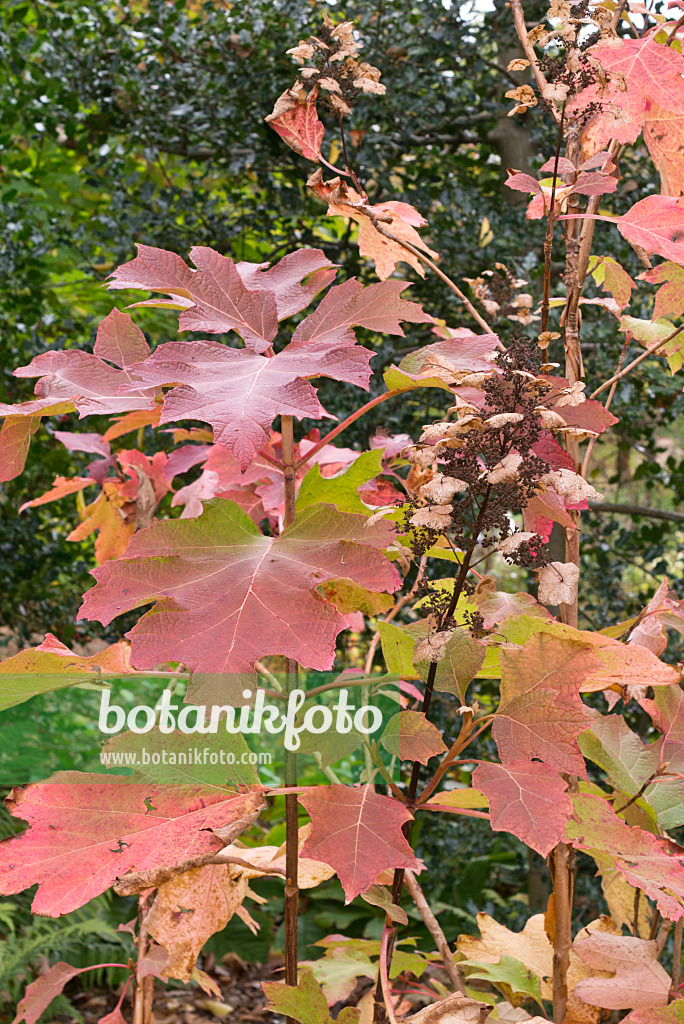 576002 - Eichenblättrige Hortensie (Hydrangea quercifolia)