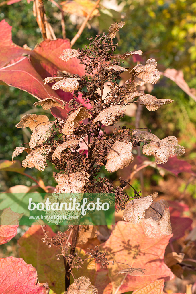 576015 - Eichenblättrige Hortensie (Hydrangea quercifolia)