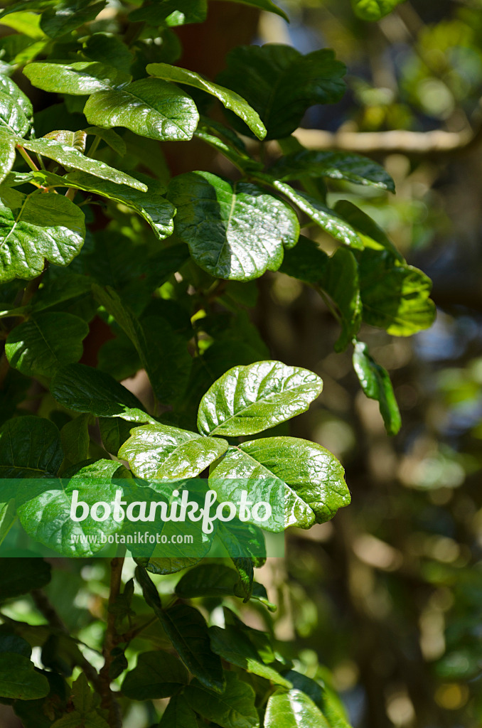 508507 - Eichenblättriger Giftsumach (Rhus diversiloba syn. Toxicodendron diversilobum)