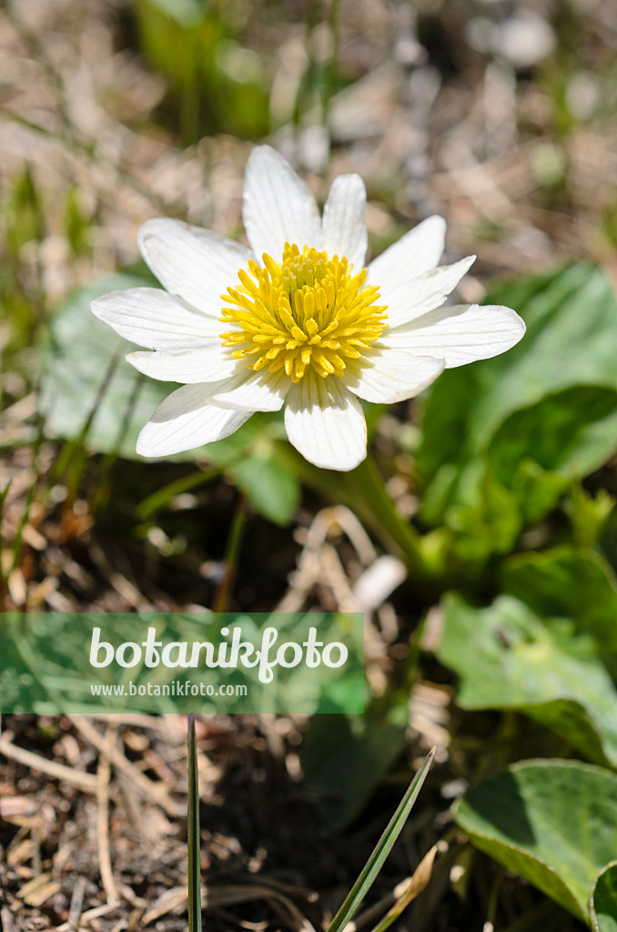 508372 - Eidechsenschwanz (Anemopsis californica)