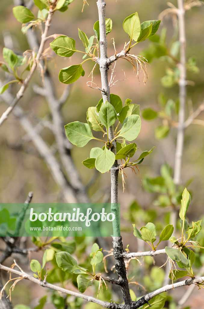 508305 - Einblättrige Esche (Fraxinus anomala)