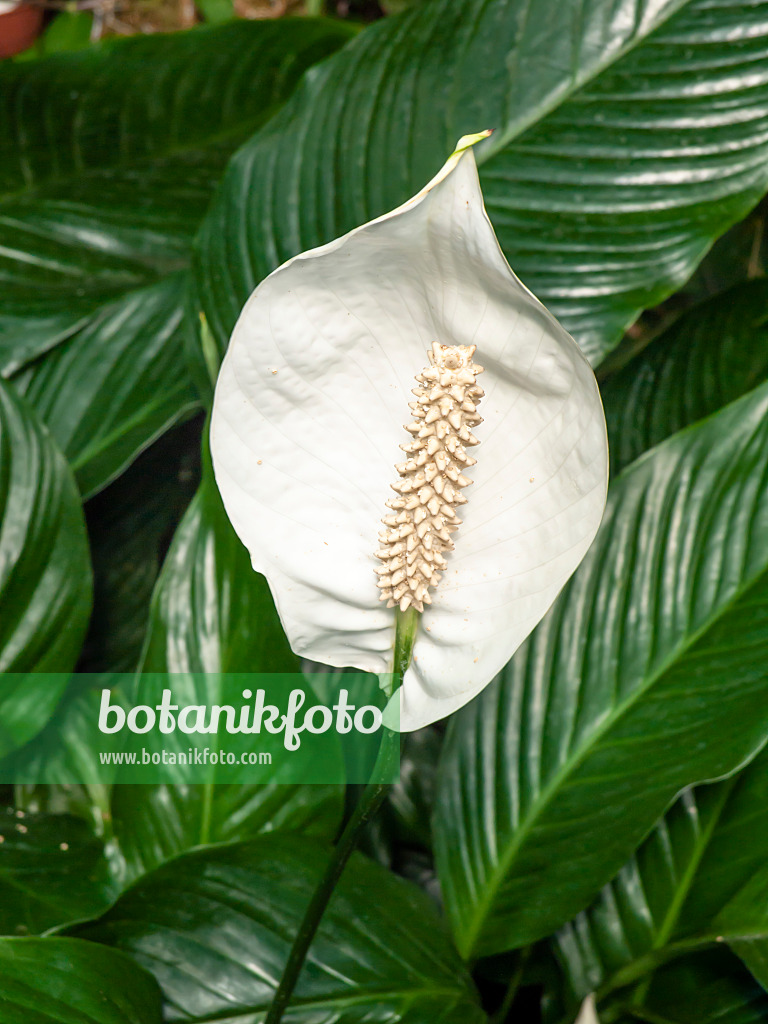 462023 - Einblatt (Spathiphyllum floribundum)