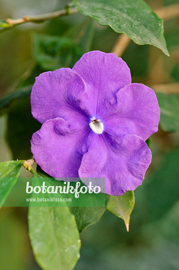 482064 - Einblütige Brunfelsie (Brunfelsia uniflora)