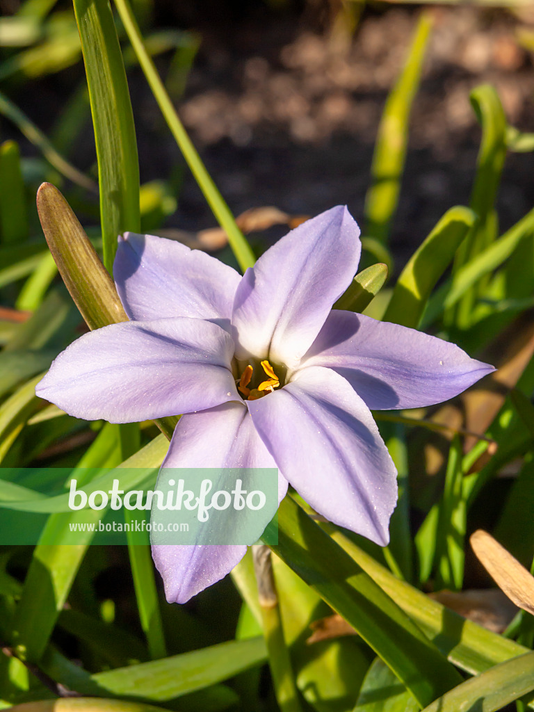 424008 - Einblütiger Frühlingsstern (Ipheion uniflorum)