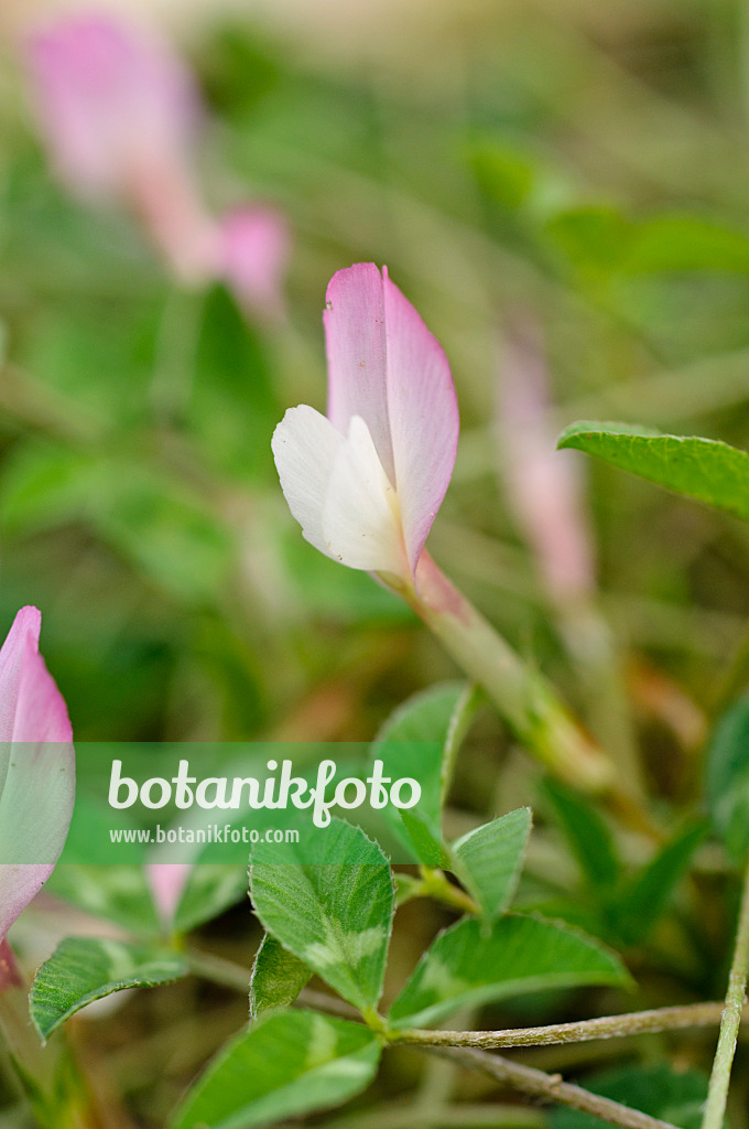 482059 - Einblütiger Klee (Trifolium uniflorum)