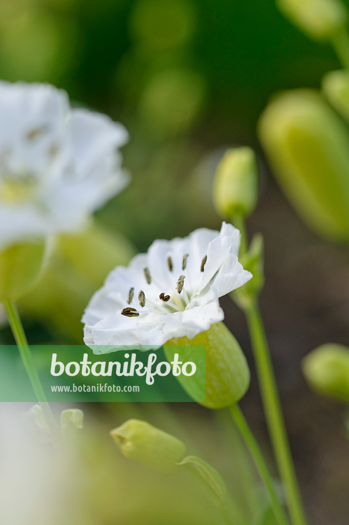 484267 - Einblütiges Leimkraut (Silene uniflora 'Weisskehlchen')