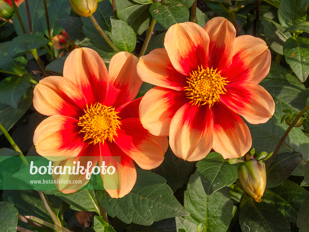 406008 - Einfachblühende Dahlie (Dahlia Schloss Reinbek)