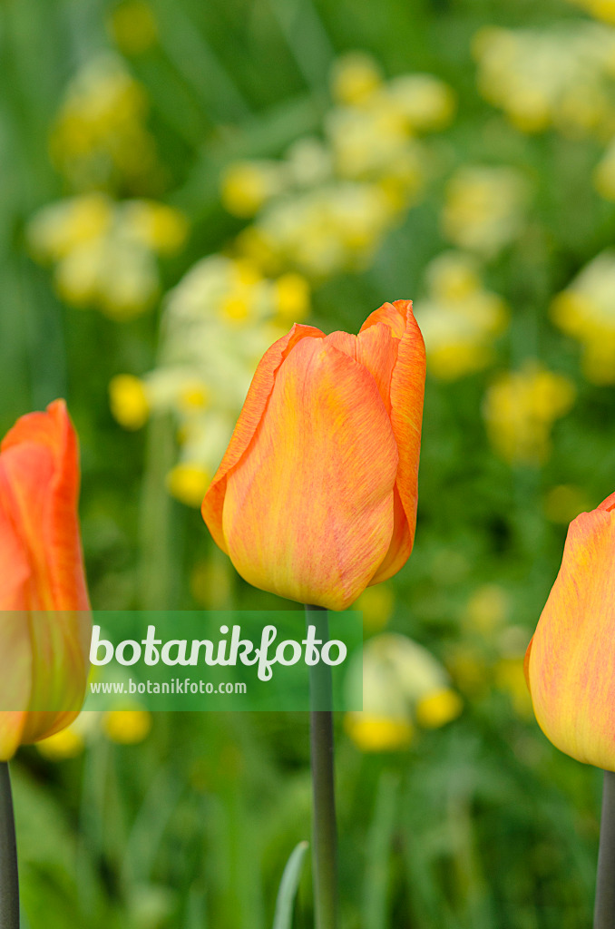 520004 - Einfache frühe Tulpe (Tulipa Generaal de Wet)