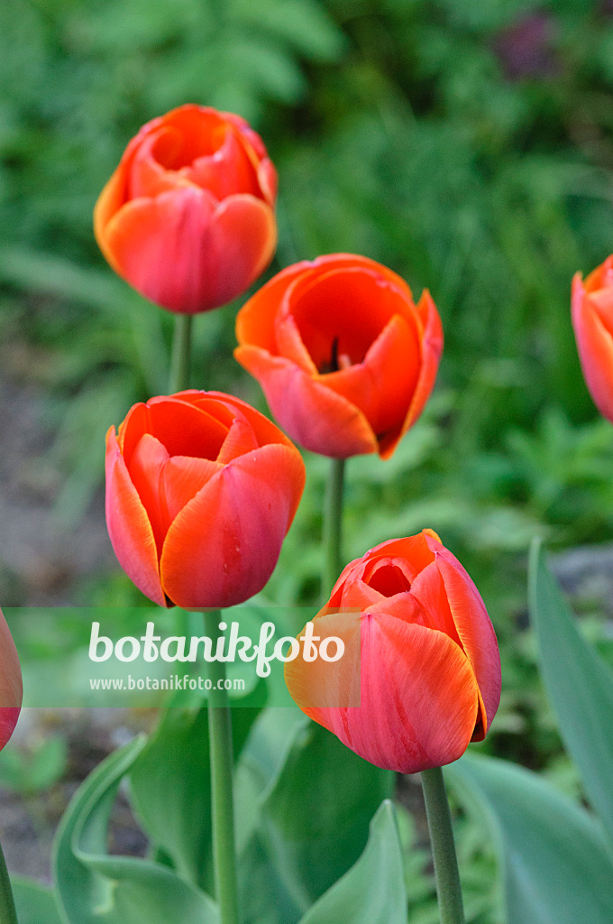 471269 - Einfache späte Tulpe (Tulipa Perestroika)