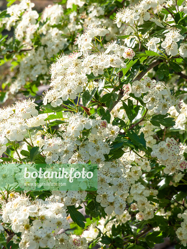 424099 - Eingriffliger Weißdorn (Crataegus monogyna subsp. monogyna)