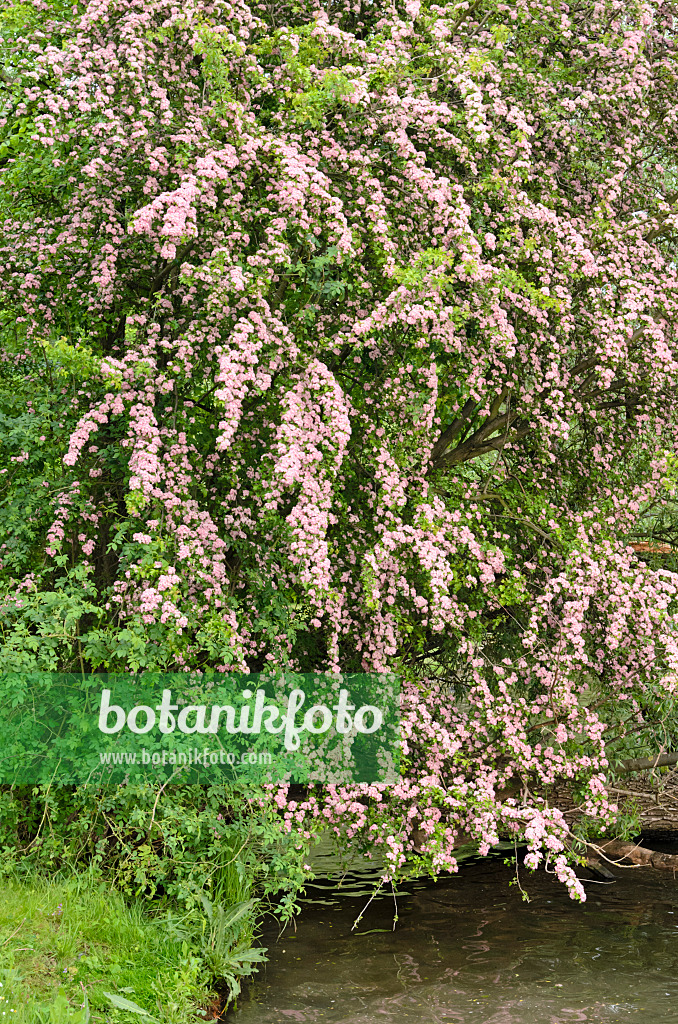 544129 - Eingriffliger Weißdorn (Crataegus monogyna 'Rosea')