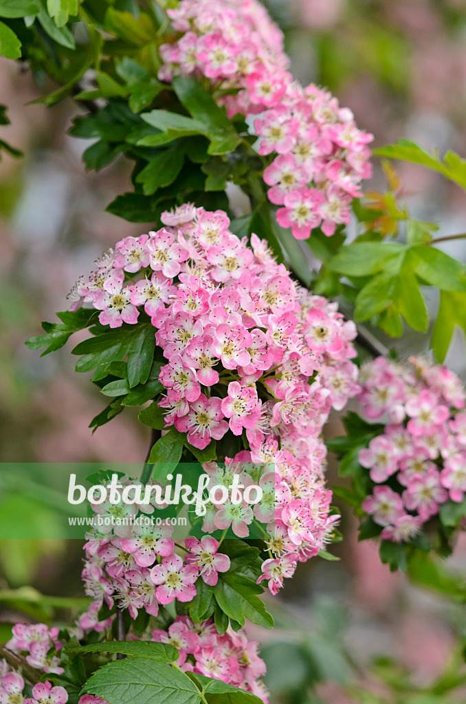 544131 - Eingriffliger Weißdorn (Crataegus monogyna 'Rosea')