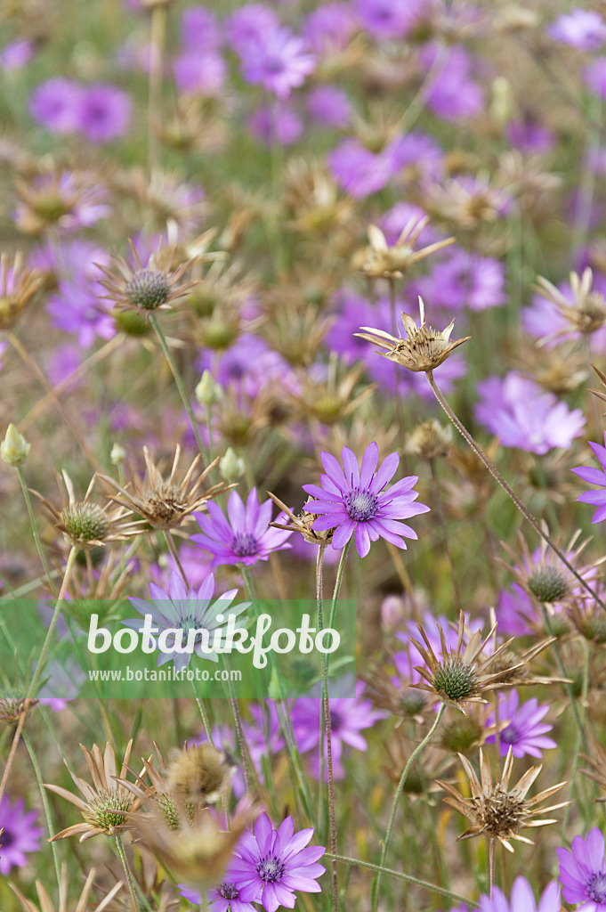 511156 - Einjährige Strohblume (Xeranthemum annuum)