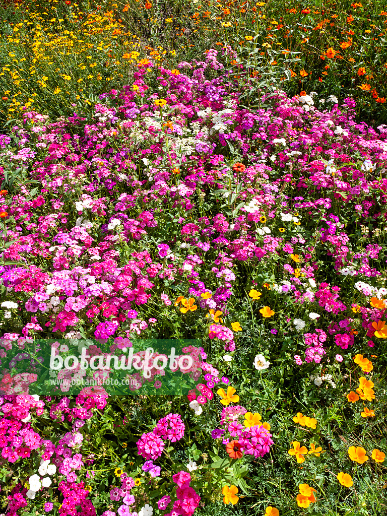 428314 - Einjähriger Phlox (Phlox drummondii)