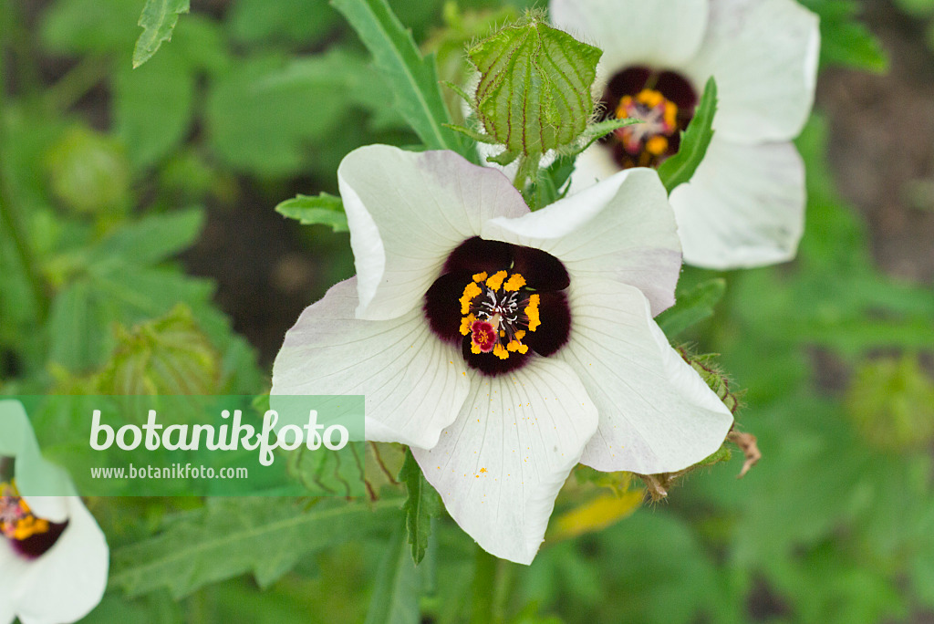 559028 - Einjähriger Stundeneibisch (Hibiscus trionum)