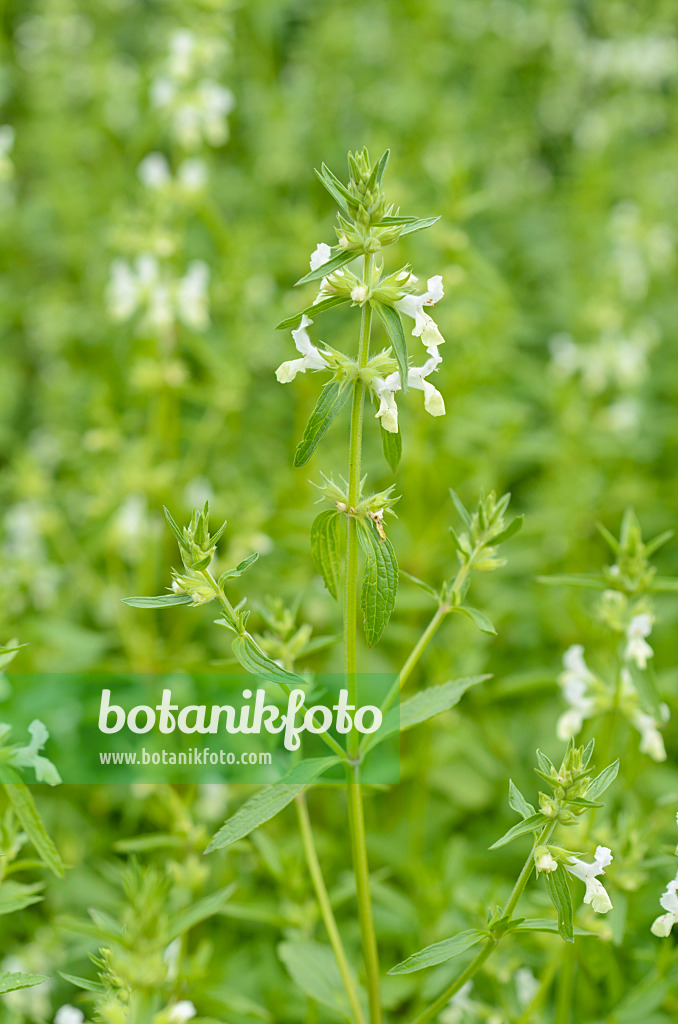 498189 - Einjähriger Ziest (Stachys annua)