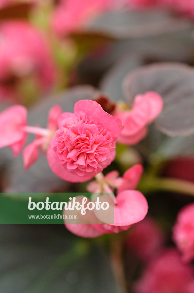 485033 - Eisbegonie (Begonia semperflorens 'Doublet Pink')