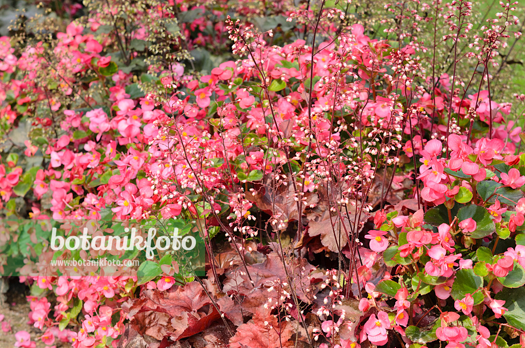 534407 - Eisbegonie (Begonia semperflorens) und Purpurglöckchen (Heuchera)