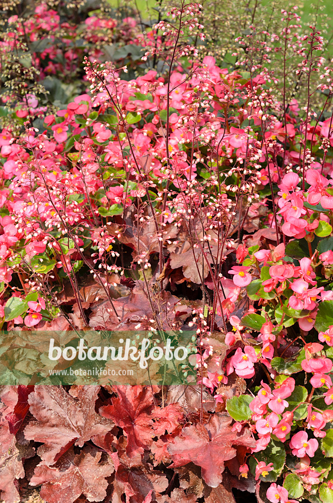 534408 - Eisbegonie (Begonia semperflorens) und Purpurglöckchen (Heuchera)