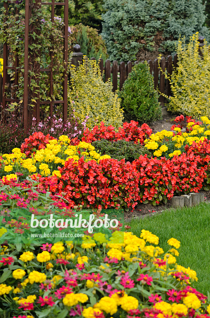 523187 - Eisbegonien (Begonia semperflorens) und Studentenblumen (Tagetes)