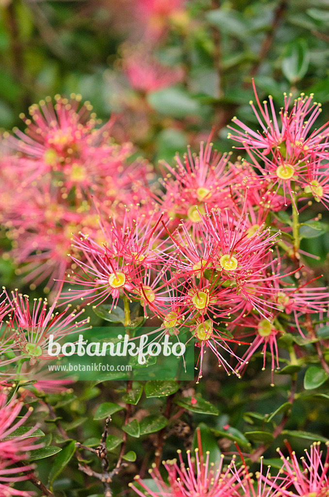 531160 - Eisenholzbaum (Metrosideros carmineus)