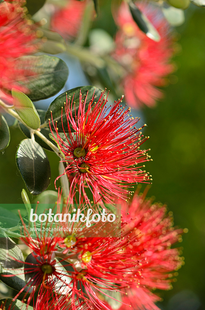 521119 - Eisenholzbaum (Metrosideros excelsa)