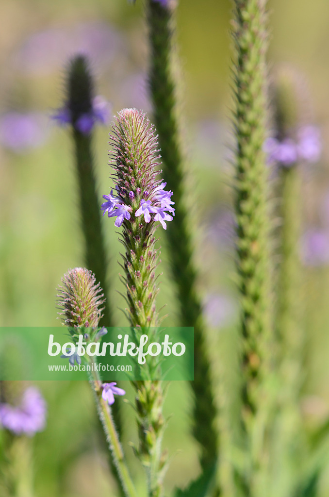 534273 - Eisenkraut (Verbena macdougalii)