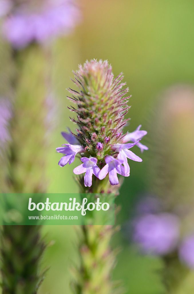 534274 - Eisenkraut (Verbena macdougalii)