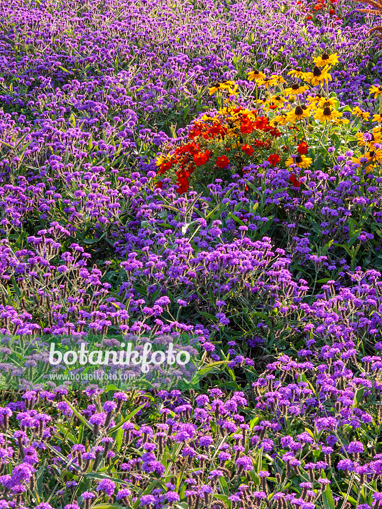 417026 - Eisenkraut (Verbena), Schmuckkörbchen (Cosmos) und Sonnenhut (Rudbeckia)