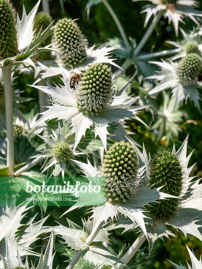 439261 - Elfenbeindistel (Eryngium giganteum)