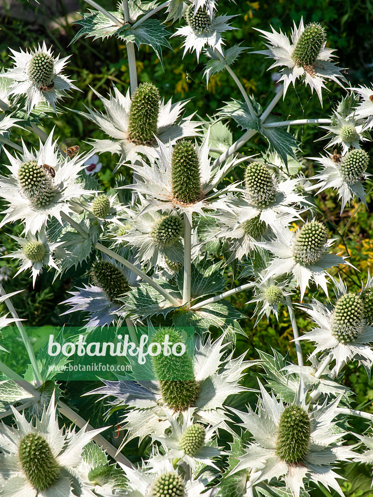 439262 - Elfenbeindistel (Eryngium giganteum)