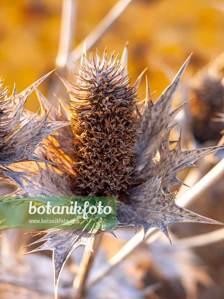 444003 - Elfenbeindistel (Eryngium giganteum)