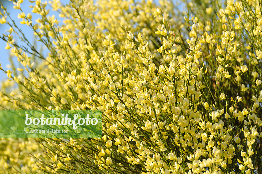 496037 - Elfenbeinginster (Cytisus x praecox)