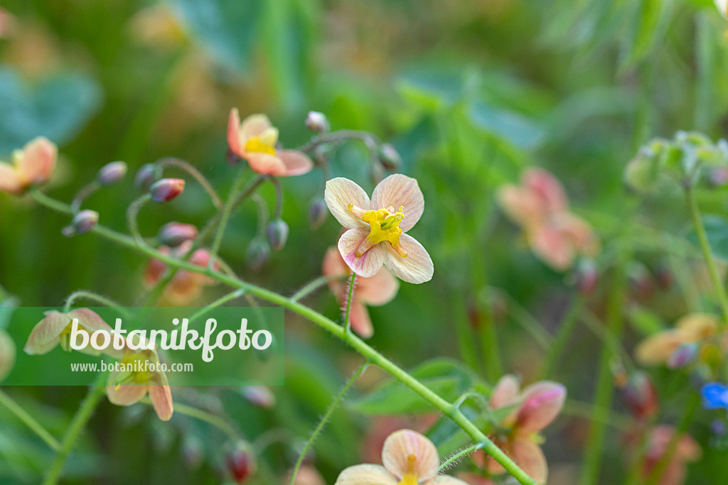 607042 - Elfenblume (Epimedium pubigerum 'Orangekönigin')