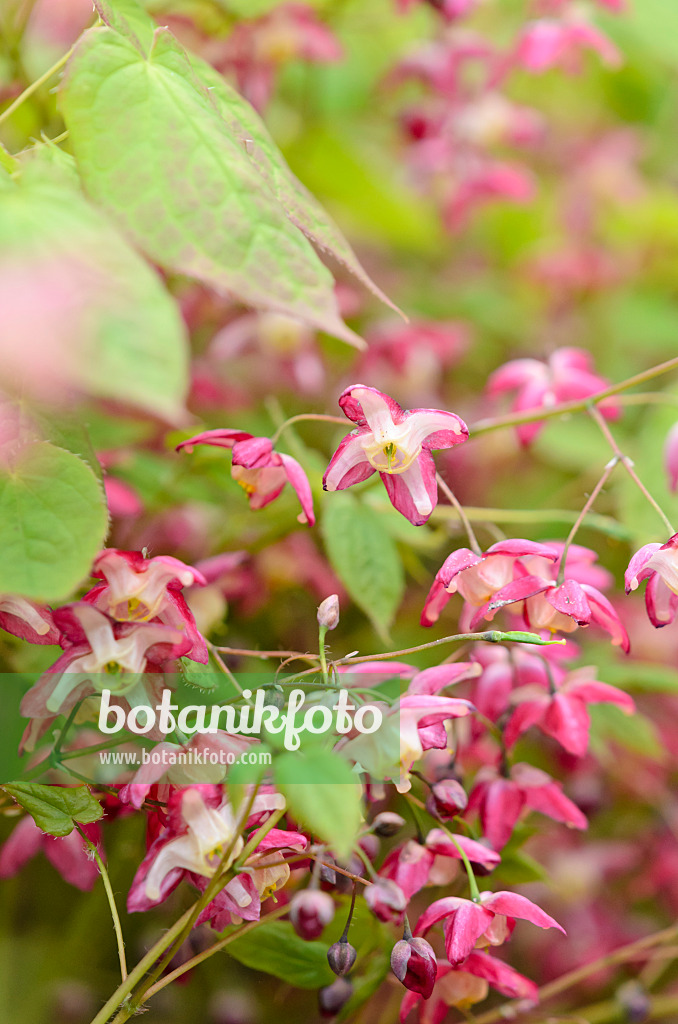 531070 - Elfenblume (Epimedium x rubrum)