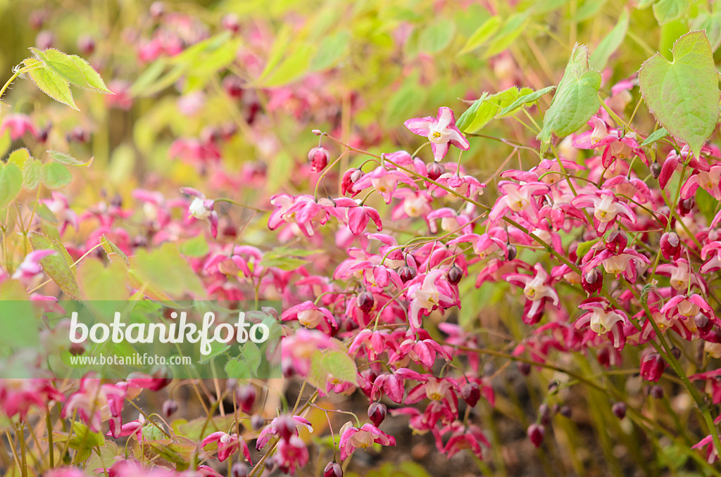 531072 - Elfenblume (Epimedium x rubrum)