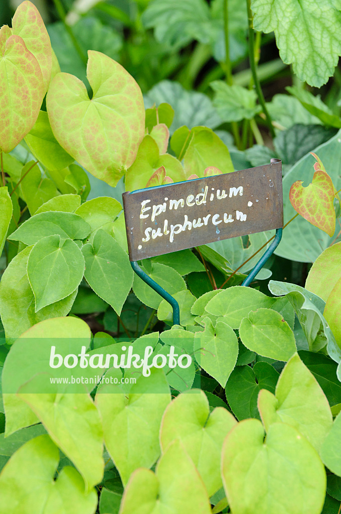 473107 - Elfenblume (Epimedium x versicolor 'Sulphureum') mit Pflanzenschild