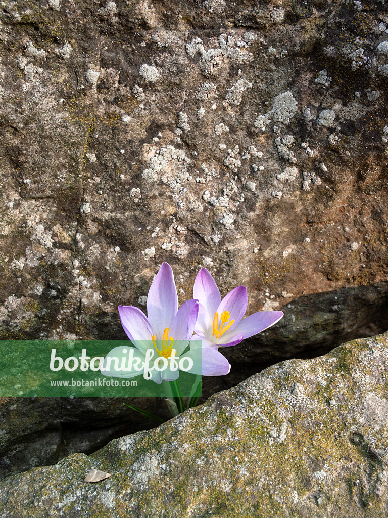 400011 - Elfenkrokus (Crocus tommasinianus)