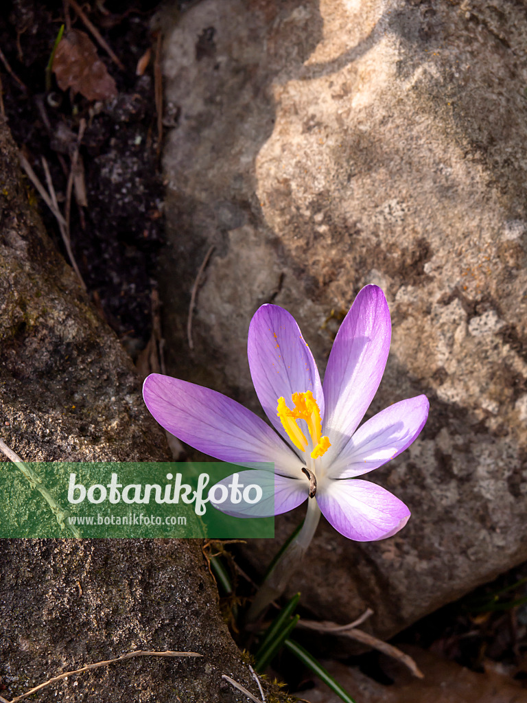 423005 - Elfenkrokus (Crocus tommasinianus)